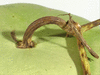 Lagenaria siceraria Bushel gourd; pedoncules