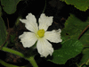Lagenaria siceraria Bushel gourd; fleurs-F