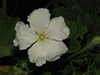 Lagenaria siceraria Bushel gourd; fleurs-M