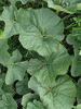 Lagenaria siceraria Bushel gourd; feuilles