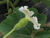 Lagenaria siceraria Gigantesque; fleurs-F