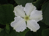 Lagenaria siceraria Gigantesque; fleurs-M