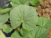Lagenaria siceraria Gigantesque; feuilles