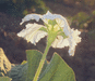 Lagenaria siceraria Gigantesque; fleurs-M
