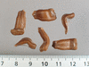 Lagenaria siceraria Marenka; graines