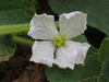 Lagenaria siceraria Marenka; fleurs-F