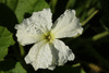 Lagenaria siceraria Marenka; fleurs-M