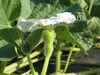 Lagenaria siceraria Plerine; fleurs-F