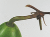 Lagenaria siceraria Plerine; pedoncules
