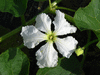 Lagenaria siceraria Plerine; fleurs-M