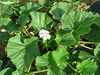 Lagenaria siceraria Plerine; feuilles