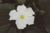 Lagenaria siceraria Plerine; fleurs-F