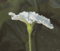 Lagenaria siceraria Plerine; fleurs-M