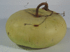 Lagenaria siceraria Plate de Corse; fruits