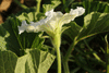 Lagenaria siceraria Plate de Corse; fleurs-M