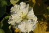 Lagenaria siceraria Plate de Corse; fleurs-M