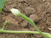 Lagenaria siceraria Serpent; fleurs-F