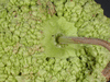 Lagenaria siceraria Verruqueuse Africaine; pedoncules