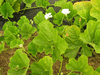 Lagenaria siceraria Verruqueuse Africaine; feuilles