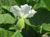 Lagenaria siceraria Verruqueuse Africaine; fleurs-F