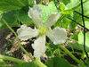 Lagenaria siceraria Verruqueuse de l’ile Maurice; fleurs-F