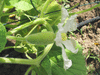 Lagenaria siceraria Verruqueuse de l’ile Maurice; fleurs-F