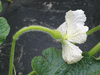 Lagenaria siceraria Extra long dipper; fleurs-F