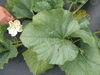 Lagenaria siceraria Extra long dipper; feuilles