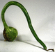 Lagenaria siceraria Extra long dipper; fruits