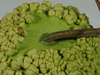 Lagenaria siceraria Bule gourd; pedoncules