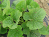 Lagenaria siceraria Bule gourd; feuilles