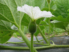 Lagenaria siceraria Bule gourd; fleurs-F