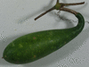 Lagenaria siceraria Banana; fruits