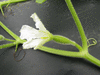 Lagenaria siceraria Banana; fleurs-F