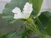 Lagenaria siceraria Cuillre  manche plein; fleurs-F