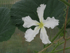 Lagenaria siceraria Cuillre  manche plein; fleurs-M