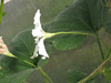 Lagenaria siceraria Cuillre  manche plein; fleurs-M