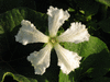 Lagenaria siceraria Missionaris; fleurs-M