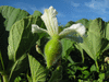 Lagenaria siceraria Missionaris; fleurs-F