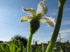 Lagenaria siceraria Missionaris; fleurs-F