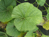 Lagenaria siceraria Missionaris; feuilles
