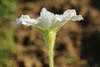 Lagenaria siceraria Kikinda Competition Strain; fleurs-M