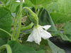 Lagenaria siceraria Marenka Limegreen; fleurs-F
