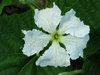 Lagenaria siceraria African Calabash Football; fleurs-M