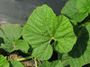 Lagenaria siceraria African Calabash Football; feuilles