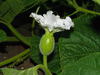 Lagenaria siceraria African Calabash Football; fleurs-F