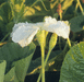 Lagenaria siceraria African Calabash Football; fleurs-M