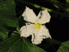Lagenaria siceraria Bianca; fleurs-F