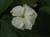 Lagenaria siceraria Bianca; fleurs-M