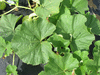Lagenaria siceraria Bianca; feuilles
